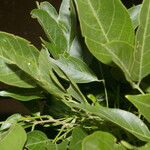 Lonchocarpus atropurpureus Blad
