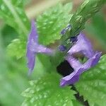 Stachytarpheta urticifolia Flors