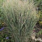 Panicum virgatum Tervik taim