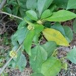 Pisonia aculeata Flower