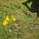 Hieracium umbellatumŽiedas