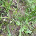 Myosotis macrosperma Habit