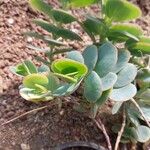 Kalanchoe marnieriana Листок