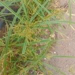 Cyperus microiria Кветка