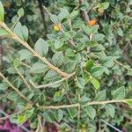 Cotoneaster simonsii Lapas