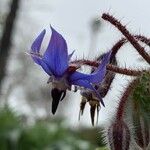 Borago officinalisKwiat