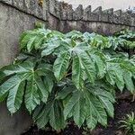 Tetrapanax papyrifer 形态