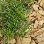 Tagetes filifolia Blatt