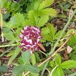 Trifolium wormskioldii Kwiat