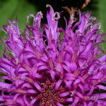 Vernonia arkansana Flower