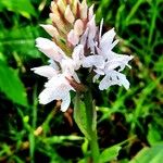 Dactylorhiza maculataFloare