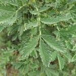 Leucosidea sericea Yaprak