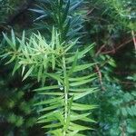 Podocarpus nubigenus Blatt