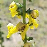 Verbascum virgatum 花