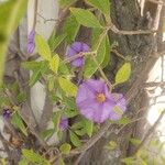 Solanum laciniatum Кветка