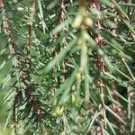 Juniperus rigida Frunză