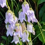 Campanula barbataKvet