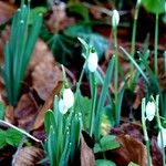 Galanthus nivalisΛουλούδι