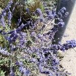 Salvia abrotanoides Flower