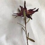 Leucadendron salignum Blomma