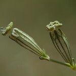 Silene ciliata Flor