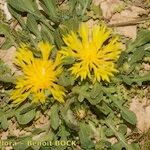 Centaurea involucrata Habitus