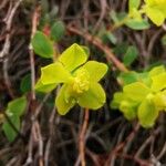 Euphorbia spinosa Kvet