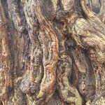 Vachellia xanthophloea Rinde