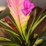 Tillandsia guatemalensis Flower