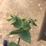Euphorbia terracina Blatt