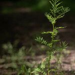 Cardamine impatiens Froito