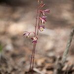 Hexalectris warnockii Flower