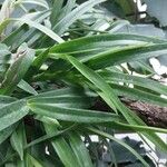 Mycaranthes oblitterata Hoja