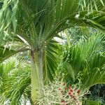 Adonidia merrillii फल