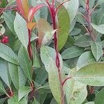 Photinia fraseri Blad