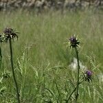 Silybum marianum Kwiat