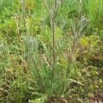 Matthiola longipetala Other