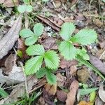 Fragaria vescaLapas