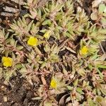 Portulaca quadrifida Лист