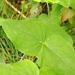 Hypericum androsaemum Leaf