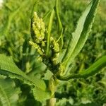 Rumex palustris Цвят