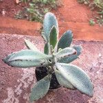 Kalanchoe tomentosa Frunză