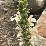 Salvia austriaca Flower