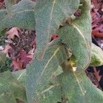 Verbascum densiflorum पत्ता