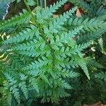 Dryopteris cristata पत्ता