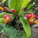 Ochna serrulata Fruit