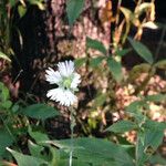 Silene stellata موطن