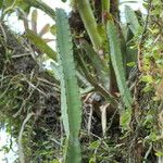 Cereus fernambucensis Habitat
