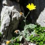 Hieracium villosum Habitat