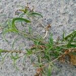 Amaranthus muricatus Yaprak